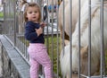 Baby. Girl. Pony. Looking. Cute. Zoo Royalty Free Stock Photo