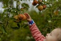 Little girl picking apples Royalty Free Stock Photo