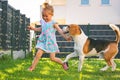 Baby girl running with beagle dog in backyard in summer day. Domestic animal with children concept Royalty Free Stock Photo