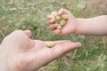 Baby gives a handful of white mulberry to the mother`s hand