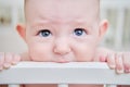 Baby gnaws at the edge crib during teething itching. Funny child scratching his teeth on the rail bed, age six months Royalty Free Stock Photo