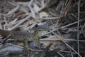 Baby Goanna