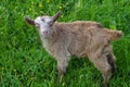 Baby goat Royalty Free Stock Photo