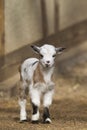 Baby goat