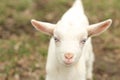 Baby goat Royalty Free Stock Photo