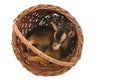 Baby goat in basket Royalty Free Stock Photo