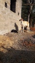 Baby Goat and baby bull sitting and standing together