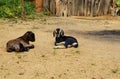 Baby goat (Capra aegagrus hircus) Royalty Free Stock Photo