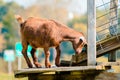 Baby goat climbing a structure on a farm Royalty Free Stock Photo