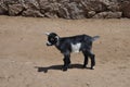 Baby goat in the desert Royalty Free Stock Photo