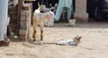 A baby goat and a domestic cat looking each other Royalty Free Stock Photo