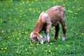 Baby goat eating grass in green meadow
