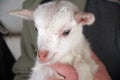 Baby goat face close up Royalty Free Stock Photo