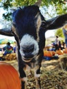 Baby goat face Royalty Free Stock Photo