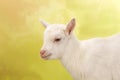 Baby goat face Royalty Free Stock Photo