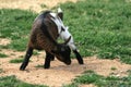 Baby goat - farm animal