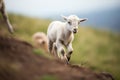 baby goat following its mother up a steep incline