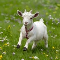 Baby goat frolics in field with flowers Adorable playtime Royalty Free Stock Photo