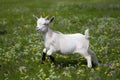 Baby goat frolics in field with flowers Adorable playtime Royalty Free Stock Photo