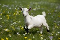 Baby goat frolics in field with flowers Adorable playtime Royalty Free Stock Photo