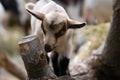 A Baby Goat Kid Royalty Free Stock Photo