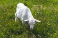 Baby goat kid grazes in a green meadow in grass. Farming concept. Summer landscape, pasture. Grazing on the grassland Royalty Free Stock Photo