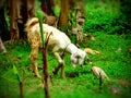 Baby goat kids stand in long summer grass. Indian goat grazing on grass. Indian goat eating grass. Royalty Free Stock Photo