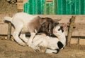 Baby goat kissing her sister Royalty Free Stock Photo