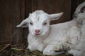 Baby Kiko goat laying down next to barn