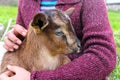 Baby goat. Royalty Free Stock Photo