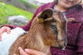 Baby goat. Royalty Free Stock Photo
