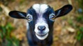 A baby goat looks directly at the camera, its curious wide eyes sparkling with delight in a serene outdoor setting
