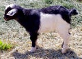 Baby Goat , Mount Hood, Oregon Royalty Free Stock Photo