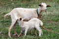 Baby goat newborn suckling milk from mother