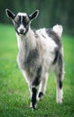 Baby goat