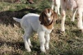 Baby goat outside with mom