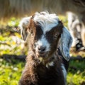 Baby goat portrait