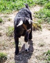 Baby Goat , Mount Hood, Oregon Royalty Free Stock Photo