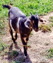 Baby Goat , Mount Hood, Oregon Royalty Free Stock Photo