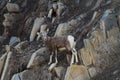 Baby Goat Rock Climbing Royalty Free Stock Photo