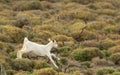 Baby goat running in the nature. Royalty Free Stock Photo
