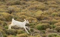 Baby goat running in the nature.