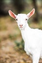 A baby goat in the