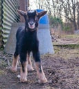 Baby goat standing