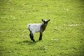 Baby goat standing on green grass with daisy flowers. Looking little lamb Royalty Free Stock Photo