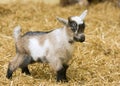 A baby goat standing on straw