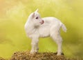 Baby goat Royalty Free Stock Photo