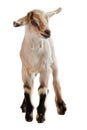 Baby goat on the white background