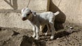 Baby goat white Royalty Free Stock Photo