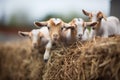 baby goats clambering on hay bales